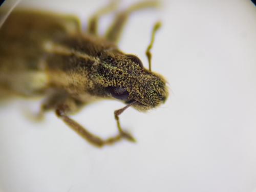 Réf. 246 164 : Sitona sp.
